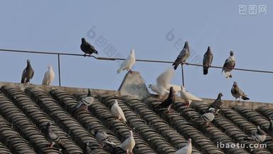 屋顶上的鸽群
